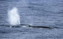 Two Fin whales (Balaenoptera physalus) surfacing, Southern Ocean, south off New Zealand on route to Antarctica.
