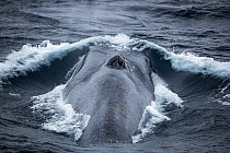 Blue whale (Balaenoptera musculus) breathing at the water surface, Southern Ocean, south of New Zealand on route to Antarctica. Endangered.
