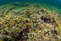 Various species of algae, (predominately Lobophora variegata), on seabed at a depth of about 3 metres, Fuerteventura, Canary Islands, Atlantic Ocean.