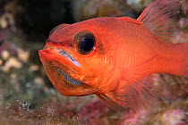 Cardinalfish (Apogon imberbis) male, mouth brooding, portrait, Tenerife, Canary Islands, Atlantic Ocean.