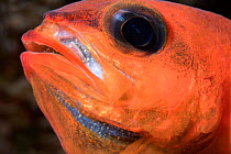 Cardinalfish (Apogon imberbis) male, mouth brooding, close up head portrait, Tenerife, Canary Islands, Atlantic Ocean.