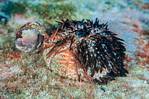 Dead Purple sea urchin (Sphaerechinus granularis) on seabed. Death caused by the pathogenic bacterium Vibrio algynoliticus (according to scientific sources), Tenerife, Canary Islands, Atlantic Ocean....