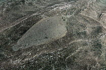 Bastard sole (Microchirus azevia) camouflaged on seabed, Tenerife, Canary Islands, Atlantic Ocean.