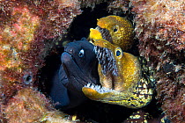 Black moray (Muraena augusti) and two Tiger morays (Enchelycore anatina) peering out from hole in rocks with mouth open wide, Tenerife, Canary Islands, Atlantic Ocean.