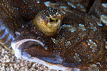Wide-eyed flounder (Bothus podas) mouth and eye detail, Tenerife, Canary Islands, Atlantic Ocean.