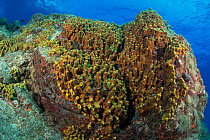 Golden sponge (Verongia aerophoba) growing on rocks, Tenerife, Canary Islands, Atlantic Ocean.