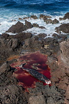 Dead female Cuvier's beaked whale (Ziphius cavirostris). stranded among rocks on the south east coast of Tenerife, Punta de Abona, Tenerife, Canary Islands. July, 2023.