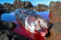 Dead female Cuvier's beaked whale (Ziphius cavirostris). stranded among rocks on the south east coast of Tenerife, Punta de Abona, Tenerife, Canary Islands. July, 2023.
