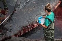 Veterinarian from the University Institute of Animal Health of the ULPGC carrying out autopsy on dead female Cuvier's beaked whale (Ziphius cavirostris). Stranded on the southeast coast with no a...