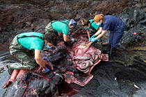 Veterinarians from the University Institute of Animal Health of the ULPGC carrying out autopsy on dead female Cuvier's beaked whale (Ziphius cavirostris). Stranded on the southeast coast with no...