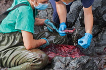 Veterinarians from the University Institute of Animal Health of the ULPGC carrying out autopsy on dead female Cuvier's beaked whale (Ziphius cavirostris). Stranded on the southeast coast with no...