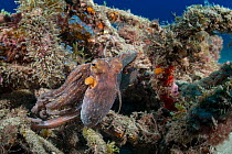 Common octopus (Octopus vulgaris) hiding among algae covered rubbish on seabed, Tenerife, Canary Islands, Atlantic Ocean.