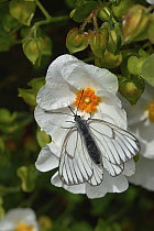 Black-veined white butterfly (Aporia crataegi) resting on white flower, Vendee, France. May.