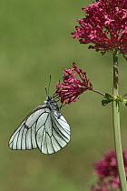 Black-veined white butterfly (Aporia crataegi) nectaring on pink flower, Vendee, France. May.