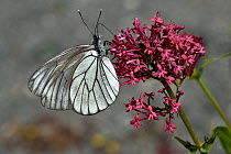 Black-veined white butterfly (Aporia crataegi) nectaring on pink flower, Vendee, France. May.