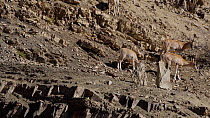 Ladakh urial ( Ovis orientalis) females and young foraging on rocky hillside, Hemisshukpachan, Ladakh, India. November.