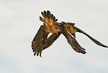 Bearded vulture (Gypaetus barbatus) pair, flying in close parallel formation, courtship display, Lamiana, Aragon, Spanish Pyrenees, Spain. April.