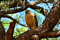 Cooper's hawk (Accipiter cooperii) perched on branch, calling, Catalina State Park, Arizona, USA.