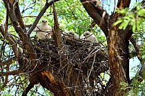 Cooper's hawk (Accipiter cooperii) chicks in nest, Catalina State Park, Arizona, USA.