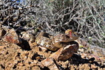Baja California lyresnake (Trimorphodon lyrophanes) with tongue out, resting on rocky ground, Panamint Mountains, Death Valley National Park, California, USA..