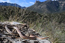 Mohave glossy snake (Arizona elegans candida) resting on rocks, Panamint Mountains, Death Valley National Park, California, USA.