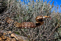 Baja California lyresnake (Trimorphodon lyrophanes) stretching out from undergrowth with tongue out, Panamint Mountains, Death Valley National Park, California, USA..