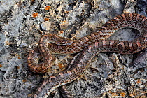 Mohave glossy snake (Arizona elegans candida) resting on rocks, Panamint Mountains, Death Valley National Park, California, USA.