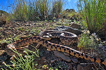 Great Basin gophersnake (Pituophis catenifer deserticola) resting, Panamint Mountains, Death Valley National Park, California, USA.