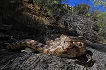 Great Basin gophersnake (Pituophis catenifer deserticola) resting in the shade, Panamint Mountains, Death Valley National Park, California, USA.