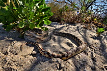 Great Basin gophersnake (Pituophis catenifer deserticola) resting in the shade, Panamint Mountains, Death Valley National Park, California, USA.