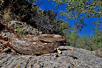 Great Basin gophersnake (Pituophis catenifer deserticola) coiled up on rocks, Panamint Mountains, Death Valley National Park, California, USA.