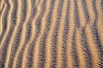Horned rattlesnake (Crotalus cerastes) tracks in sand dunes, Imperial Dunes, California, USA.