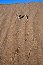 Horned rattlesnake (Crotalus cerastes) moving across sand dunes, Imperial Dunes, California, USA.