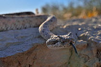 Horned rattlesnake (Crotalus cerastes) with tongue out, moving over rocks, Anza-Borrego Desert State Park, California, USA.