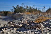 Horned rattlesnake (Crotalus cerastes) with tongue out, resting, Anza-Borrego Desert State Park, California, USA.