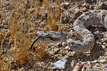 Horned rattlesnake (Crotalus cerastes) with tongue out, head portrait, Anza-Borrego Desert State Park, California, USA.