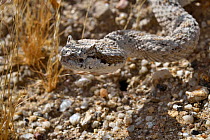 RF - Horned rattlesnake (Crotalus cerastes) head portrait, Anza-Borrego Desert State Park, California, USA. (This image may be licensed either as rights managed or royalty free.)