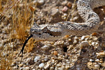 Horned rattlesnake (Crotalus cerastes) with tongue out, head portrait, Anza-Borrego Desert State Park, California, USA.