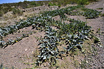 Coyote gourd (Cucurbita foetidissima) growing in dry ground, near San Simon, Arizona, USA. May.