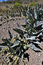 Coyote gourd (Cucurbita foetidissima) growing in dry ground, near San Simon, Arizona, USA. May.