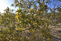 Creosote bush (Larrea tridentata) in flower,  Mojave National Preserve, Mojave desert, California, USA. May.