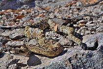 Black-tailed rattlesnake (Crotalus molossus) juvenile, moving over rocky ground, Chiricahua Mountains. Arizona, USA. May.