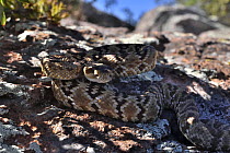 Black-tailed rattlesnake (Crotalus molossus) juvenile, coiled up on a rock in the shade, Chiricahua Mountains. Arizona, USA. May.