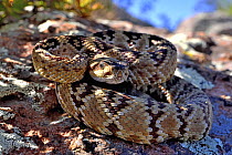 RF - Black-tailed rattlesnake (Crotalus molossus) juvenile, coiled up on a rock in the shade, Chiricahua Mountains. Arizona, USA. May. (This image may be licensed either as rights managed or royalty f...
