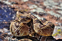 Black-tailed rattlesnake (Crotalus molossus) juvenile, coiled up, portrait, Chiricahua Mountains. Arizona, USA. May.