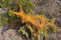 California dodder (Cuscuta californica) a plant parasite, growing on Creosote bush (Larrea tridentata), Amargosa desert, Nevada, USA. May.