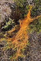 California dodder (Cuscuta californica) a plant parasite, growing on Creosote bush (Larrea tridentata), Amargosa desert, Nevada, USA. May.