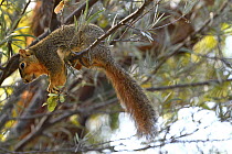 Eastern fox squirrel (Sciurus niger) sitting on branch feeding,  San Diego, California, USA. June.
