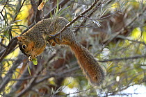 Eastern fox squirrel (Sciurus niger) sitting on branch feeding,  San Diego, California, USA. June.