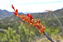 Ocotillo (Fouquieria splendens) in flower, Chihuahuan Desert, Arizona, USA. May.